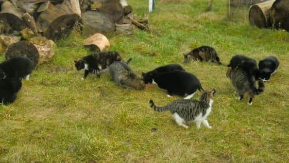 Verwilderte Katzen, Mixed Breed for adoption at Tierschutzverein Kall, Kall