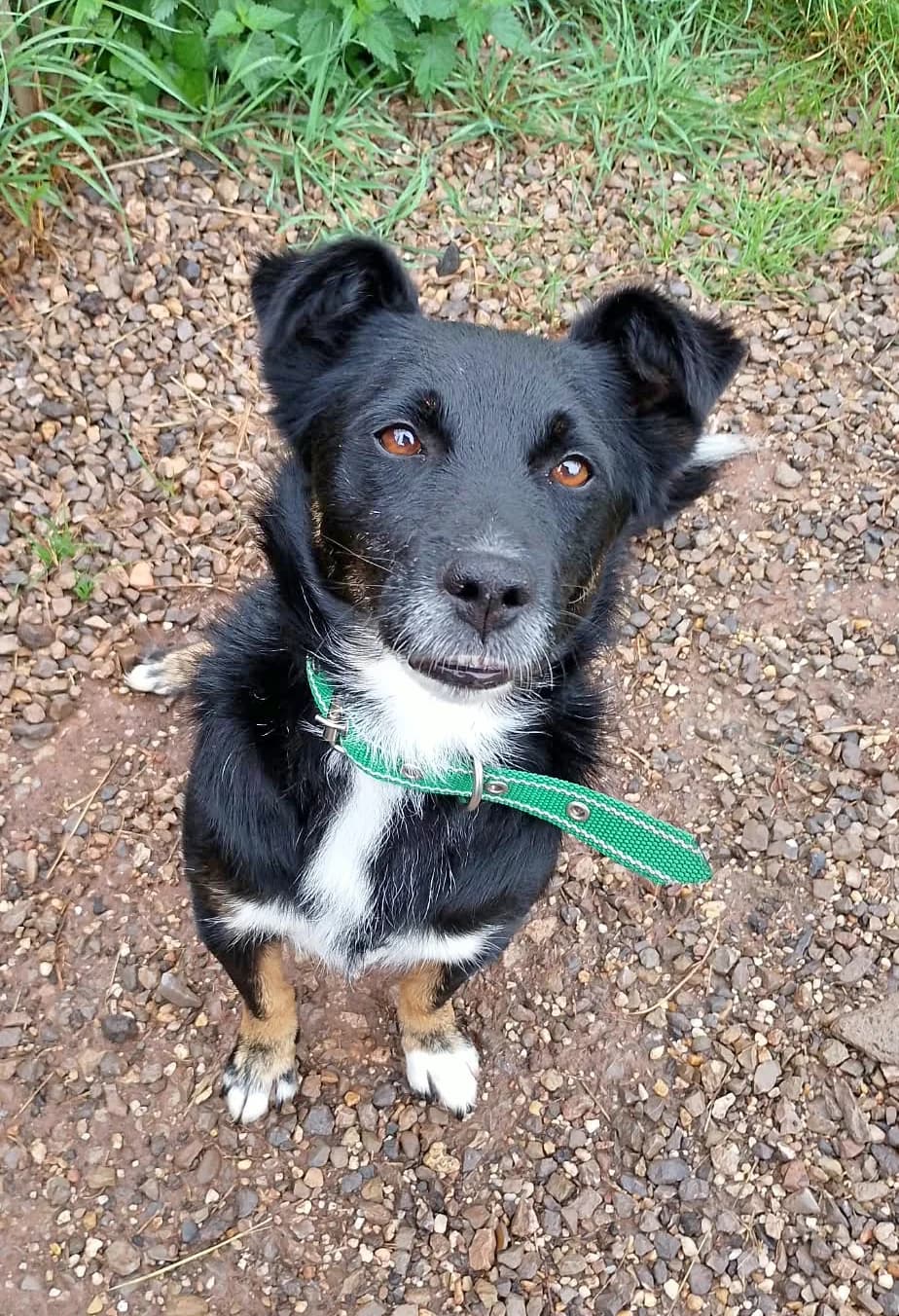 Balou, Mixed Breed for adoption at Tierschutzverein Kall, Kall