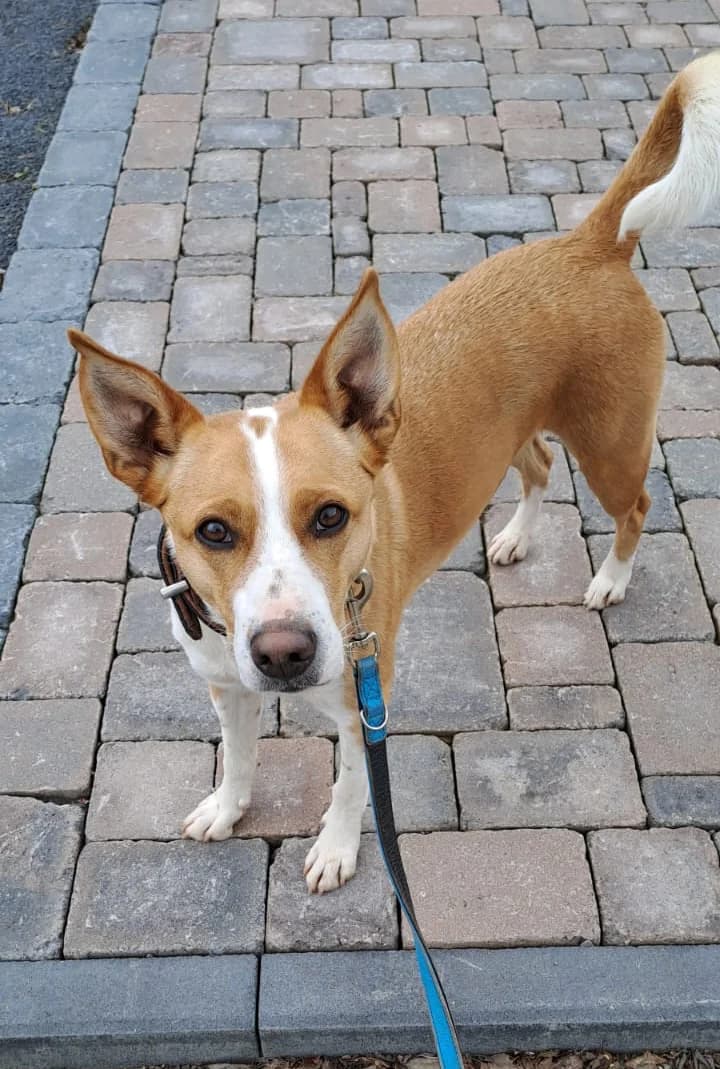 Barney, Mixed Breed for adoption at Tierschutzverein Kall, Kall