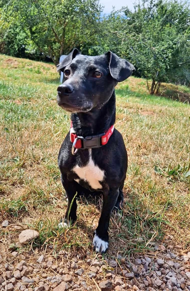 Luna, female senior Mixed Breed for adoption at Tierschutzverein Kall, Kall