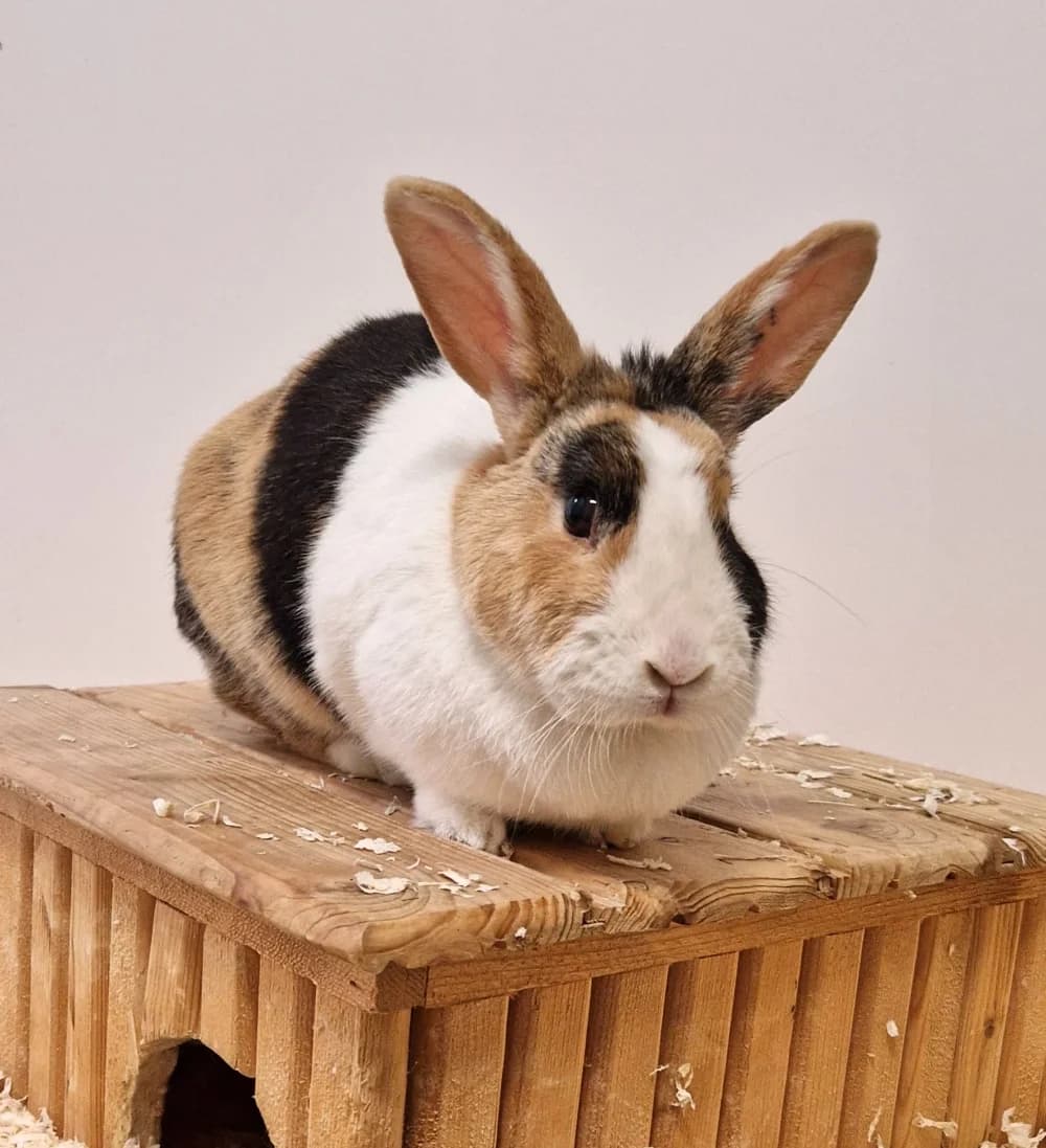 Bella, Mixed Breed for adoption at Tierschutzverein Kall, Kall