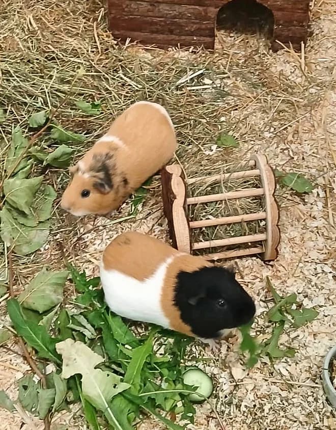 Mozzarella & Squickers, female young Mixed Breed for adoption at Tierschutzverein Kall, Kall