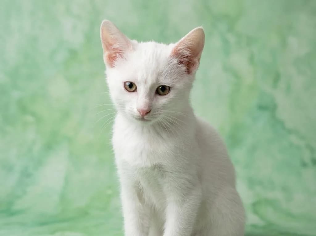 Aladdin, male puppy Mixed Breed for adoption at Tierschutzverein Lippstadt und Umgebung e.V.