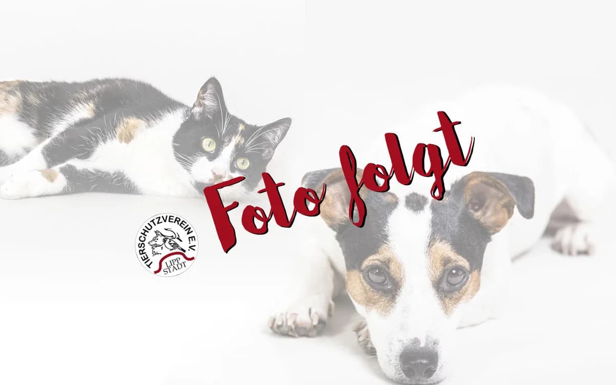 Amira, female young Mixed Breed for adoption at Tierschutzverein Lippstadt und Umgebung e.V.