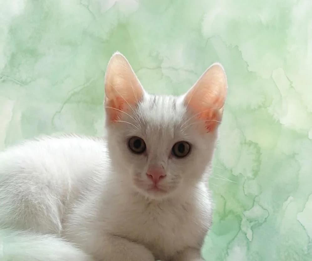 Archemedes, male puppy Mixed Breed for adoption at Tierschutzverein Lippstadt und Umgebung e.V.