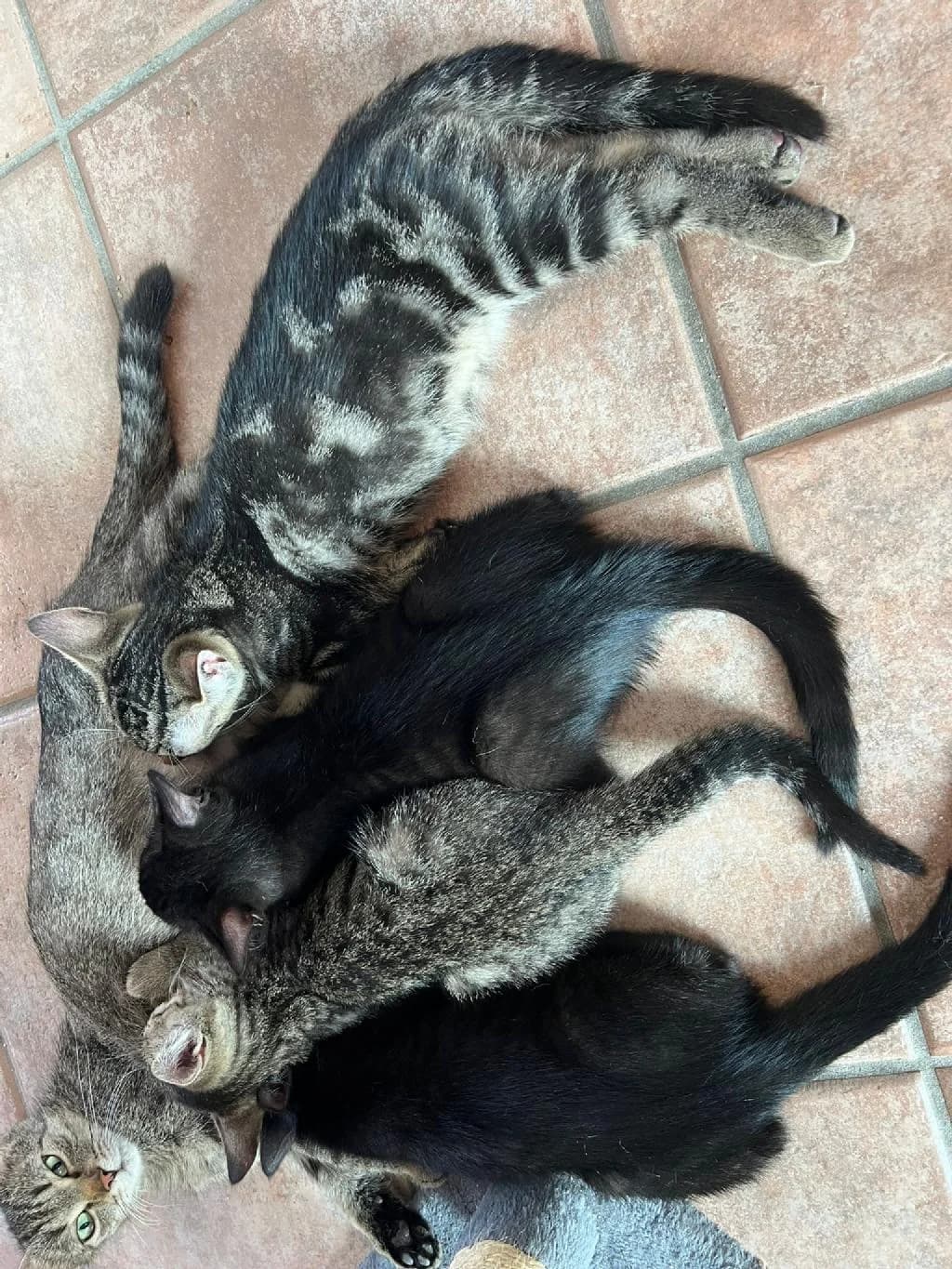 Arielles Wurf (4 Kitten), female young Mixed Breed for adoption at Tierschutzverein Lippstadt und Umgebung e.V.
