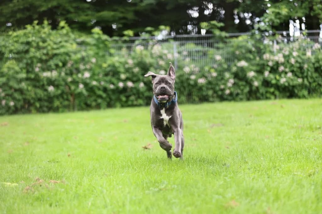 Blue, male young Cane Corso for adoption at Tierschutzverein Lippstadt und Umgebung e.V.
