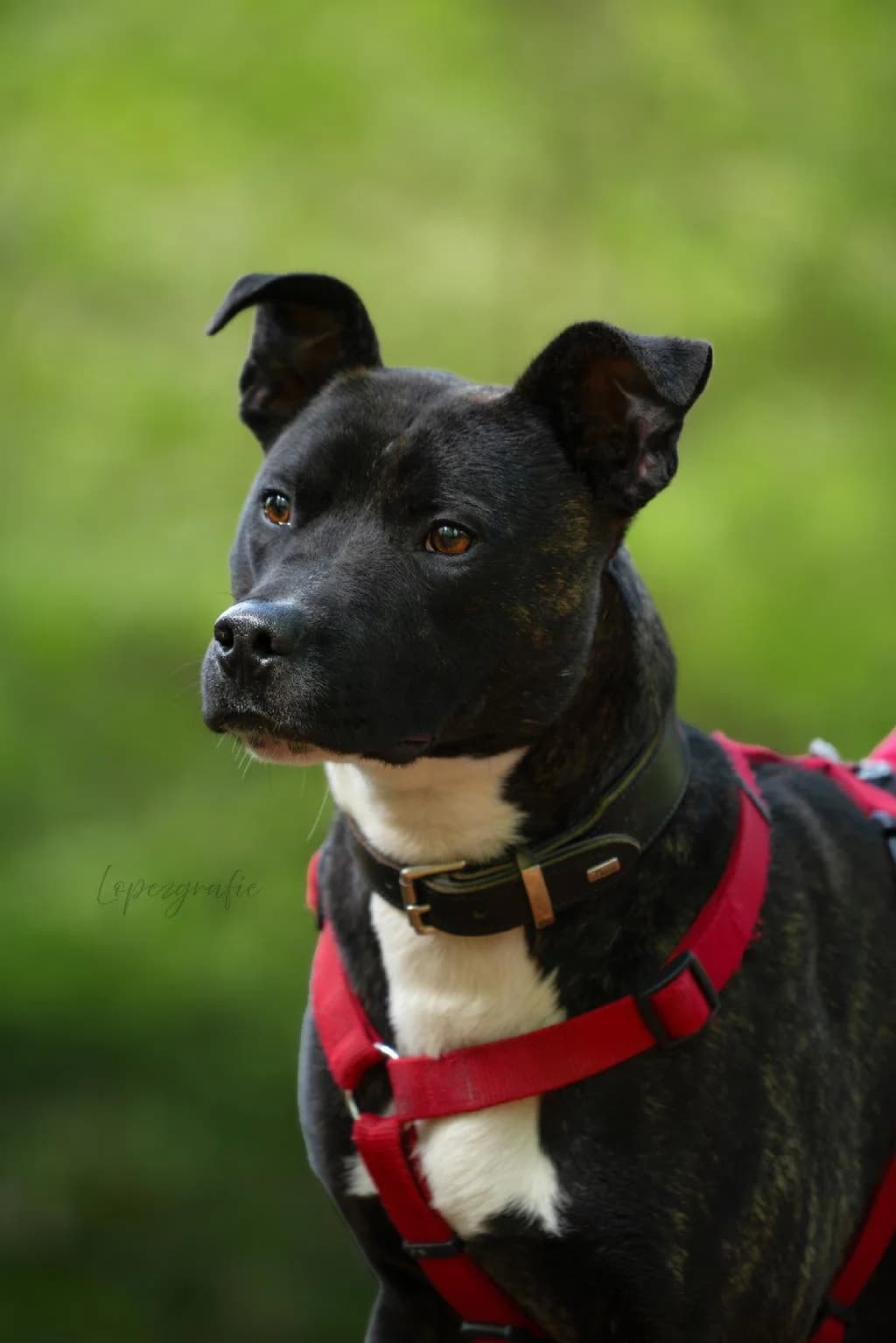 Buddy, male young Patterdale Terrier for adoption at Tierschutzverein Lippstadt und Umgebung e.V.