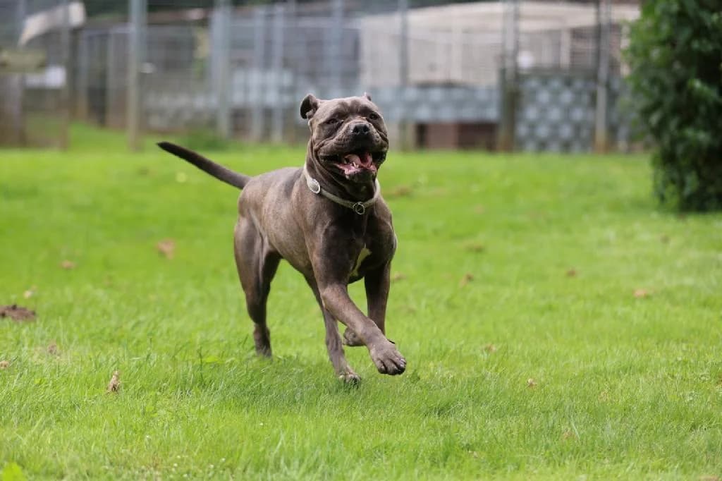 Bulli, male 4yo Cane Corso for adoption at Tierschutzverein Lippstadt und Umgebung e.V.