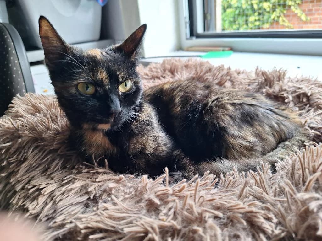 Cherry, female young Mixed Breed for adoption at Tierschutzverein Lippstadt und Umgebung e.V.