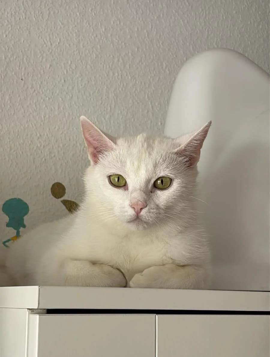 Cirilla (& Simba), female 3yo Mixed Breed for adoption at Tierschutzverein Lippstadt und Umgebung e.V.