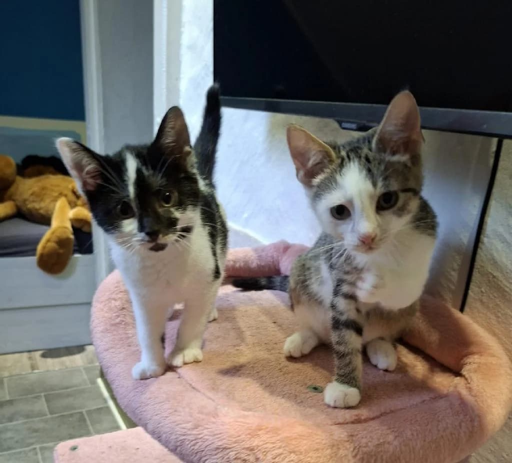 Fanni & Stella, male puppy Mixed Breed for adoption at Tierschutzverein Lippstadt und Umgebung e.V.