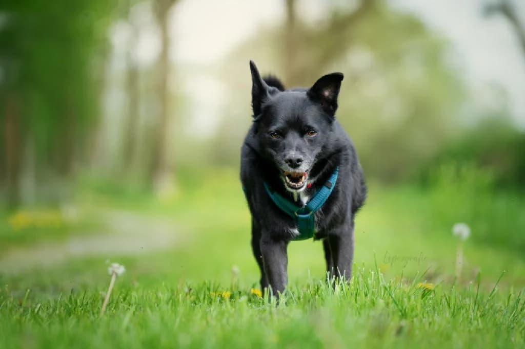 Filou, male senior Mixed Breed for adoption at Tierschutzverein Lippstadt und Umgebung e.V.