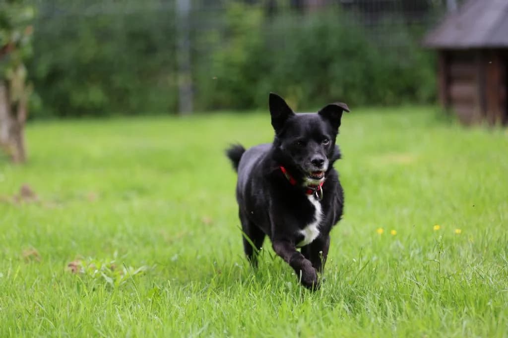 Filou, male senior Mixed Breed for adoption at Tierschutzverein Lippstadt und Umgebung e.V.