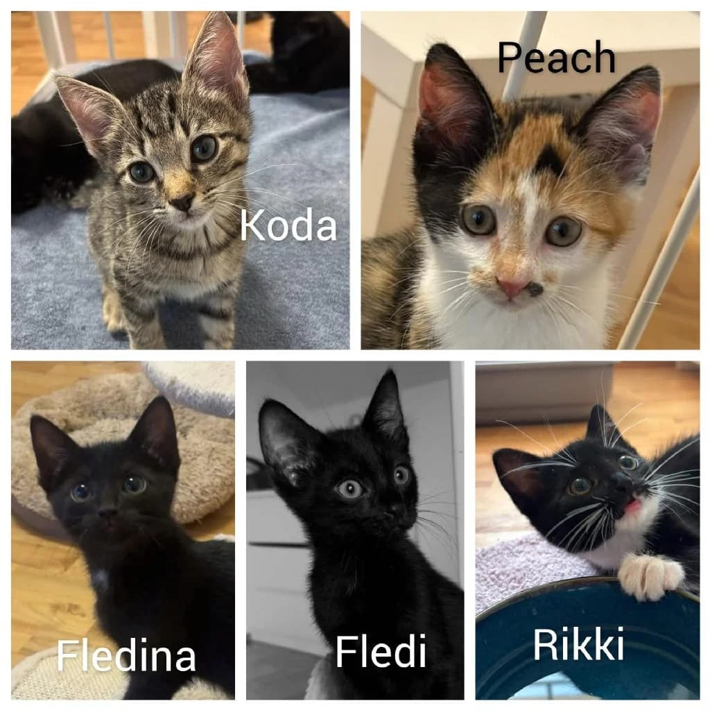 Fledi + 4 Kitten, male puppy Mixed Breed for adoption at Tierschutzverein Lippstadt und Umgebung e.V.