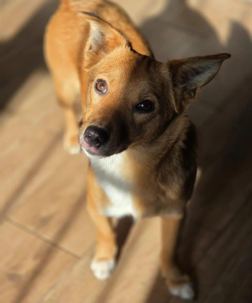 Foxy, female young Mixed Breed for adoption at Tierschutzverein Lippstadt und Umgebung e.V.