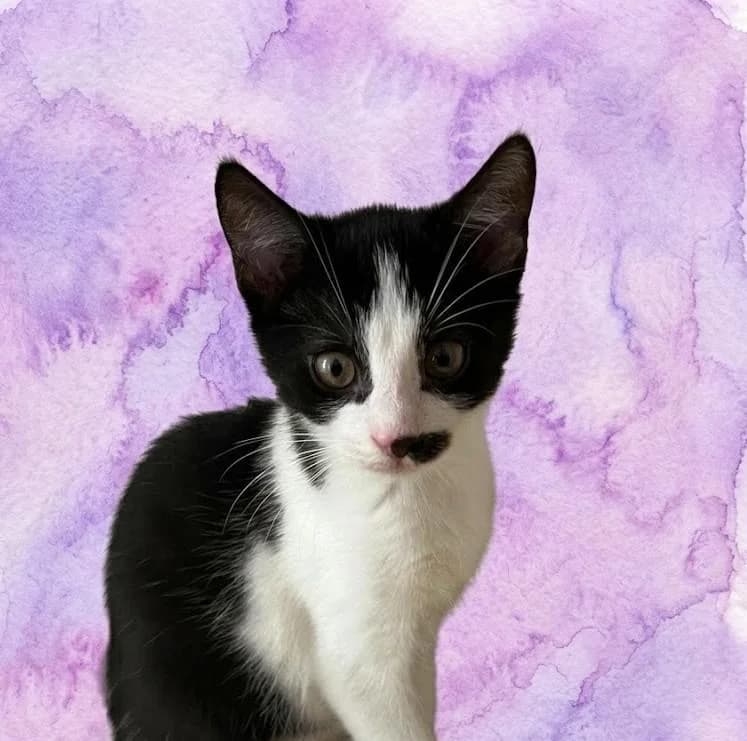 Gibson, male puppy Mixed Breed for adoption at Tierschutzverein Lippstadt und Umgebung e.V.