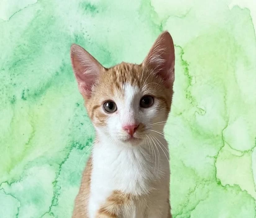 Gilmore, male puppy Mixed Breed for adoption at Tierschutzverein Lippstadt und Umgebung e.V.