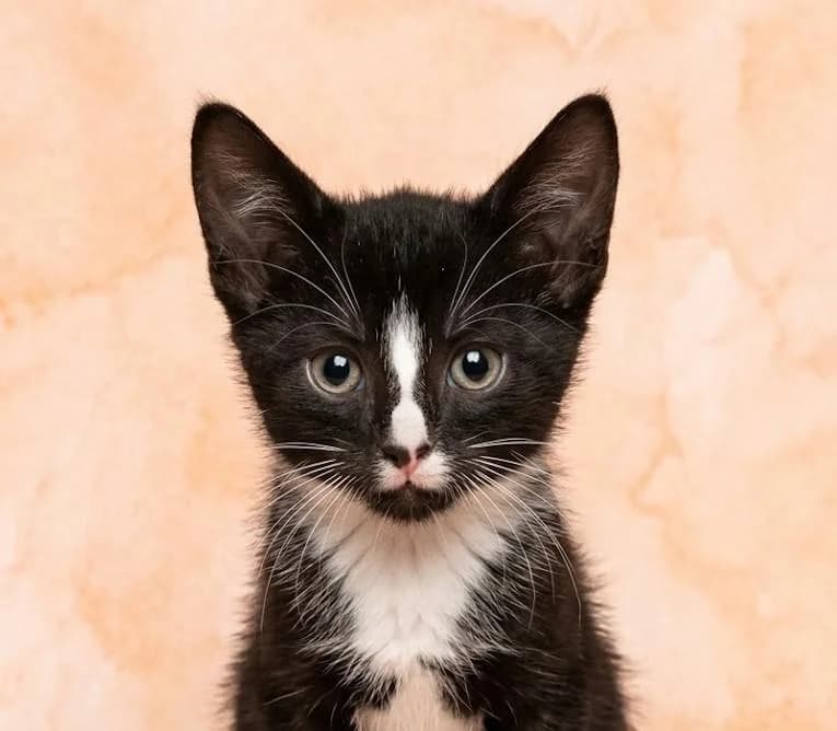 Happy, male puppy Mixed Breed for adoption at Tierschutzverein Lippstadt und Umgebung e.V.