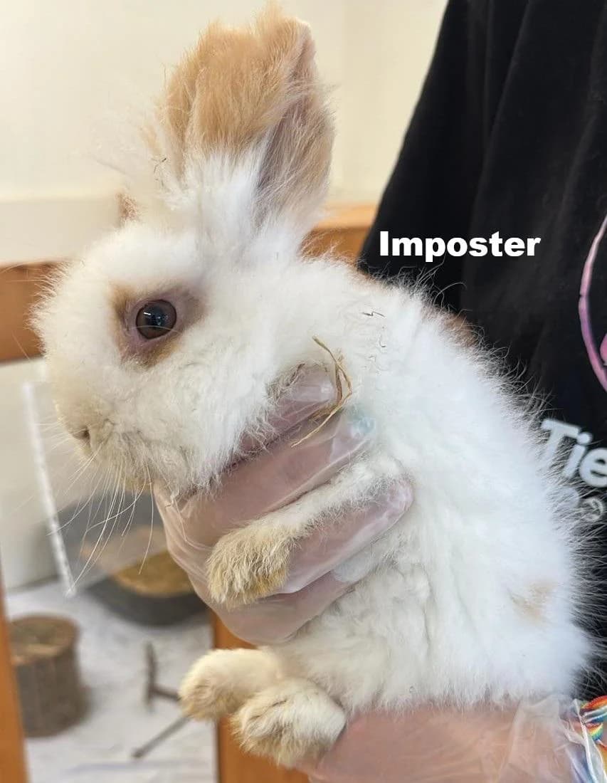 Imposter, male puppy Mixed Breed for adoption at Tierschutzverein Lippstadt und Umgebung e.V.