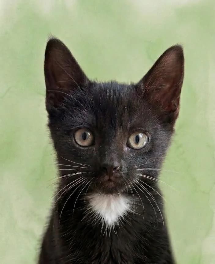 Ivar, male puppy Mixed Breed for adoption at Tierschutzverein Lippstadt und Umgebung e.V.