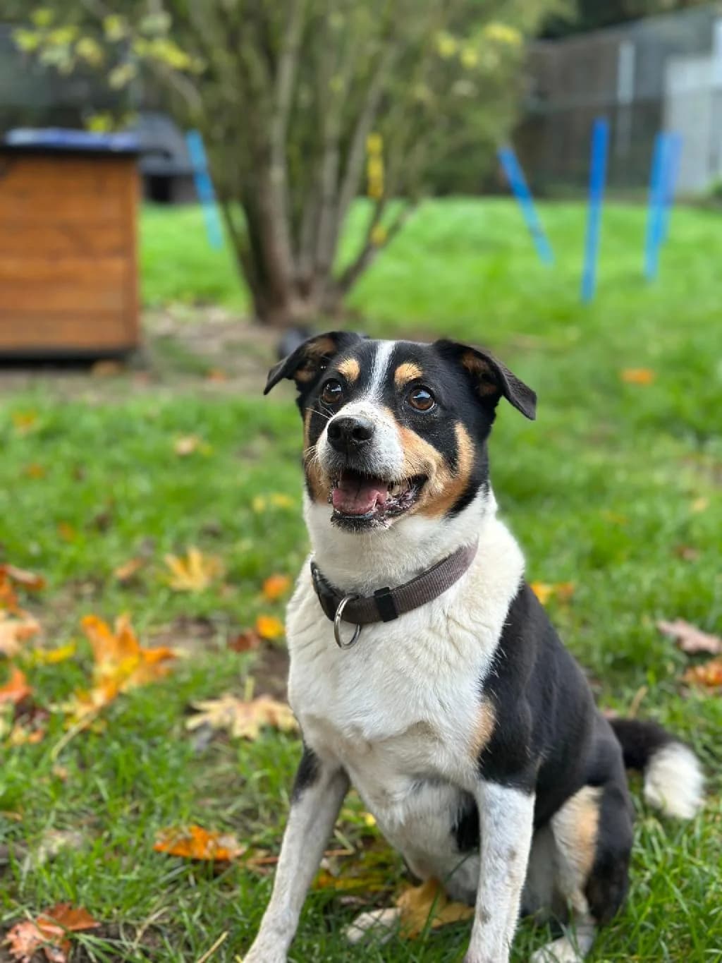 Jacky, male senior Jack Russell Terrier for adoption at Tierschutzverein Lippstadt und Umgebung e.V.