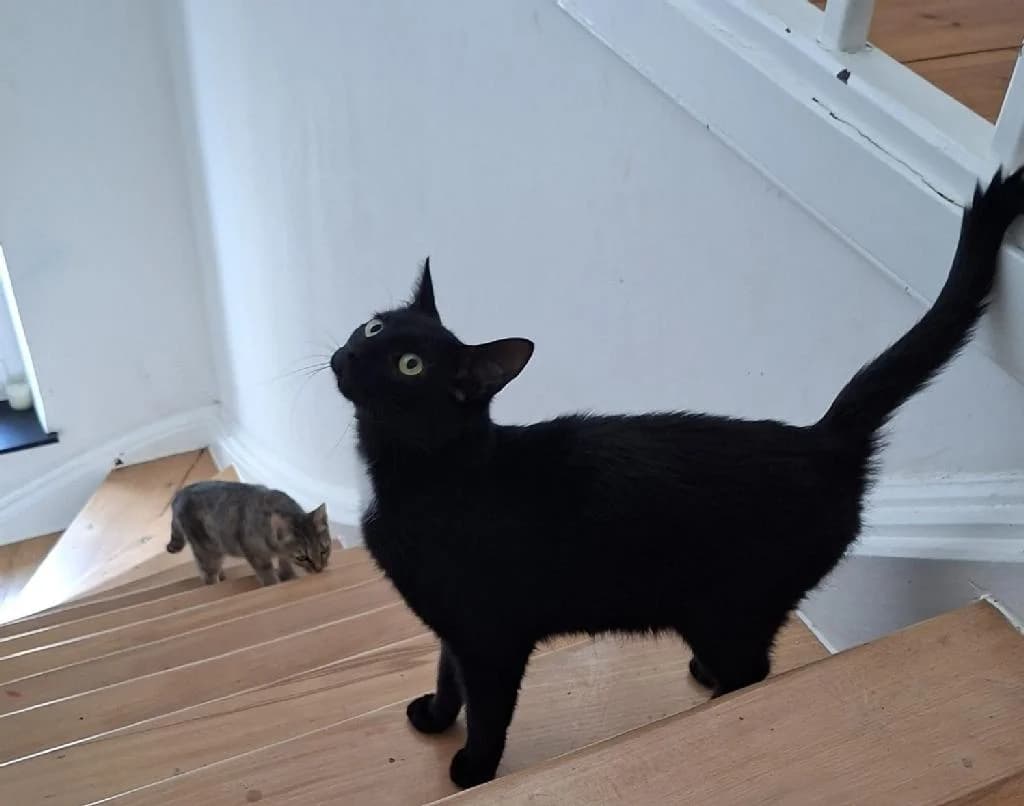 Janette (& Vivi), female young Mixed Breed for adoption at Tierschutzverein Lippstadt und Umgebung e.V.