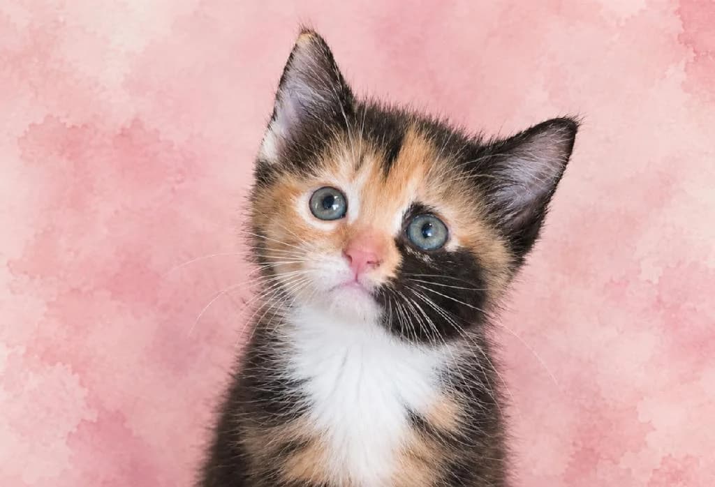 Jessi, female puppy Mixed Breed for adoption at Tierschutzverein Lippstadt und Umgebung e.V.