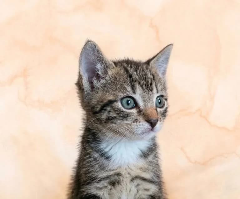 Jette, female puppy Mixed Breed for adoption at Tierschutzverein Lippstadt und Umgebung e.V.