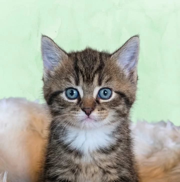 Juna, female puppy Mixed Breed for adoption at Tierschutzverein Lippstadt und Umgebung e.V.
