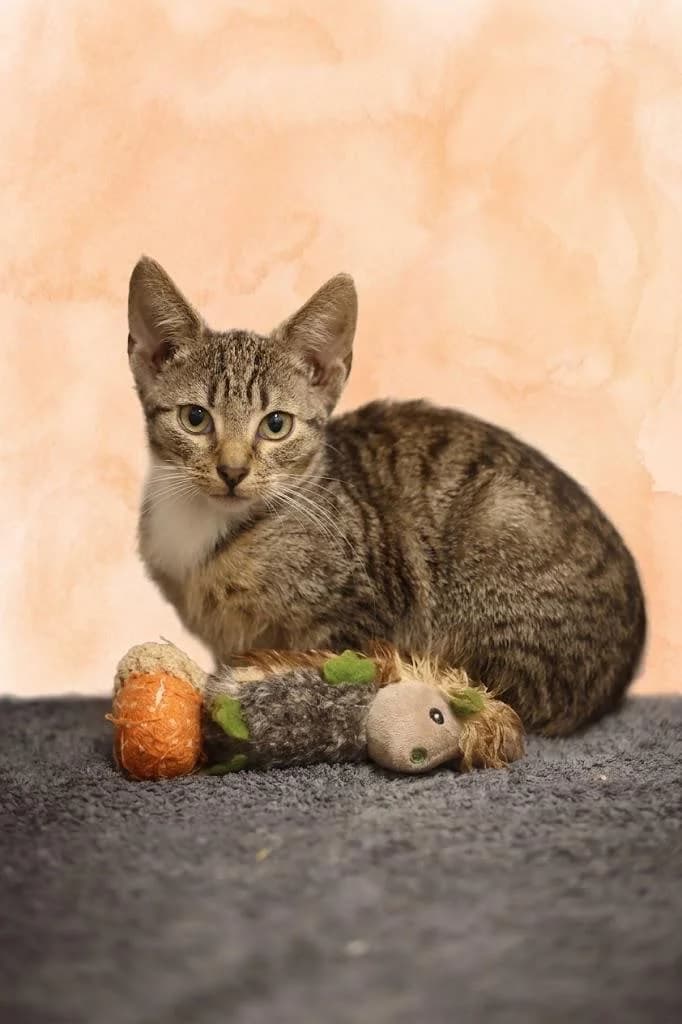 Kani, male puppy Mixed Breed for adoption at Tierschutzverein Lippstadt und Umgebung e.V.