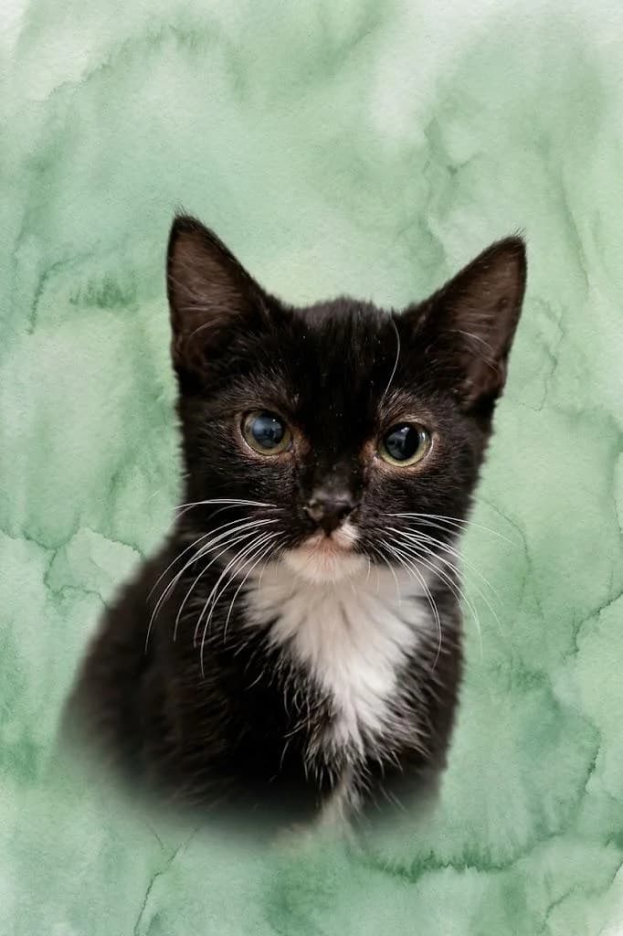 Kelani, female puppy Mixed Breed for adoption at Tierschutzverein Lippstadt und Umgebung e.V.