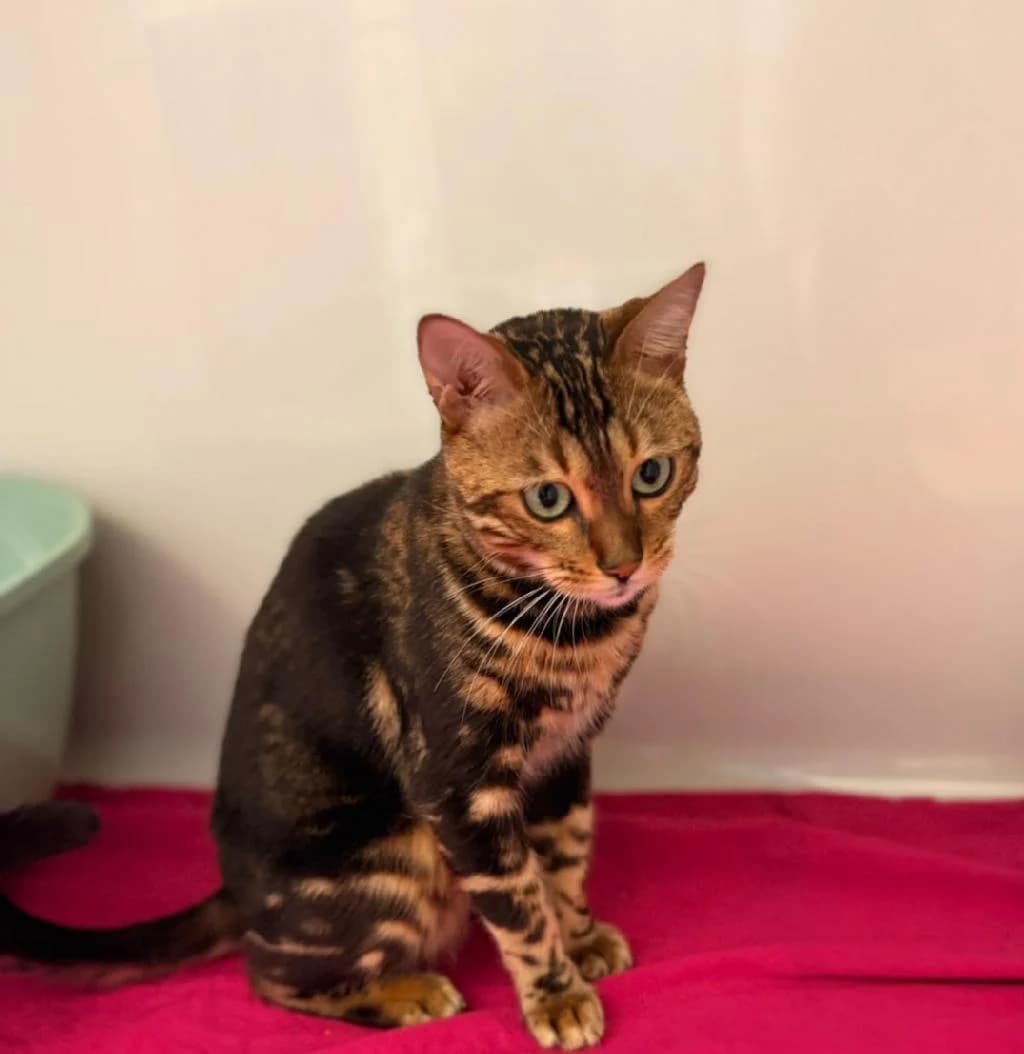Kitty, female young Mixed Breed for adoption at Tierschutzverein Lippstadt und Umgebung e.V.