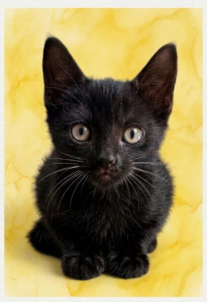 Lagertha, female puppy Mixed Breed for adoption at Tierschutzverein Lippstadt und Umgebung e.V.
