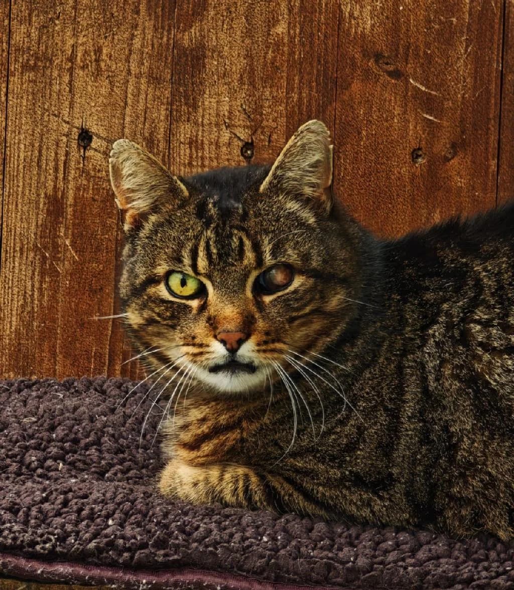 Litschi, male 5yo mixed breed for adoption at Tierschutzverein Lippstadt und Umgebung e.V.