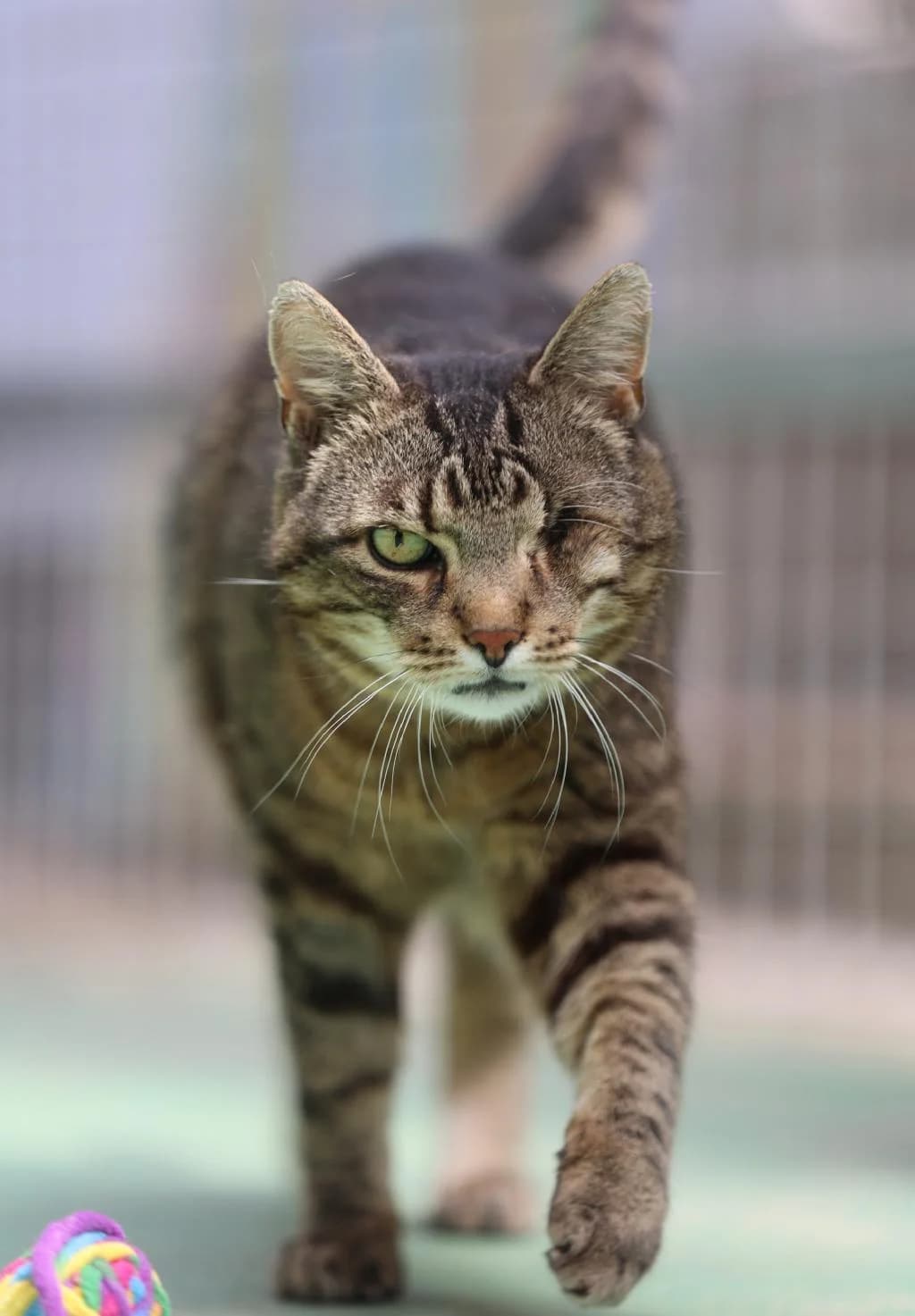 Litschi (Einzelkatze), male 5yo Mixed Breed for adoption at Tierschutzverein Lippstadt und Umgebung e.V.