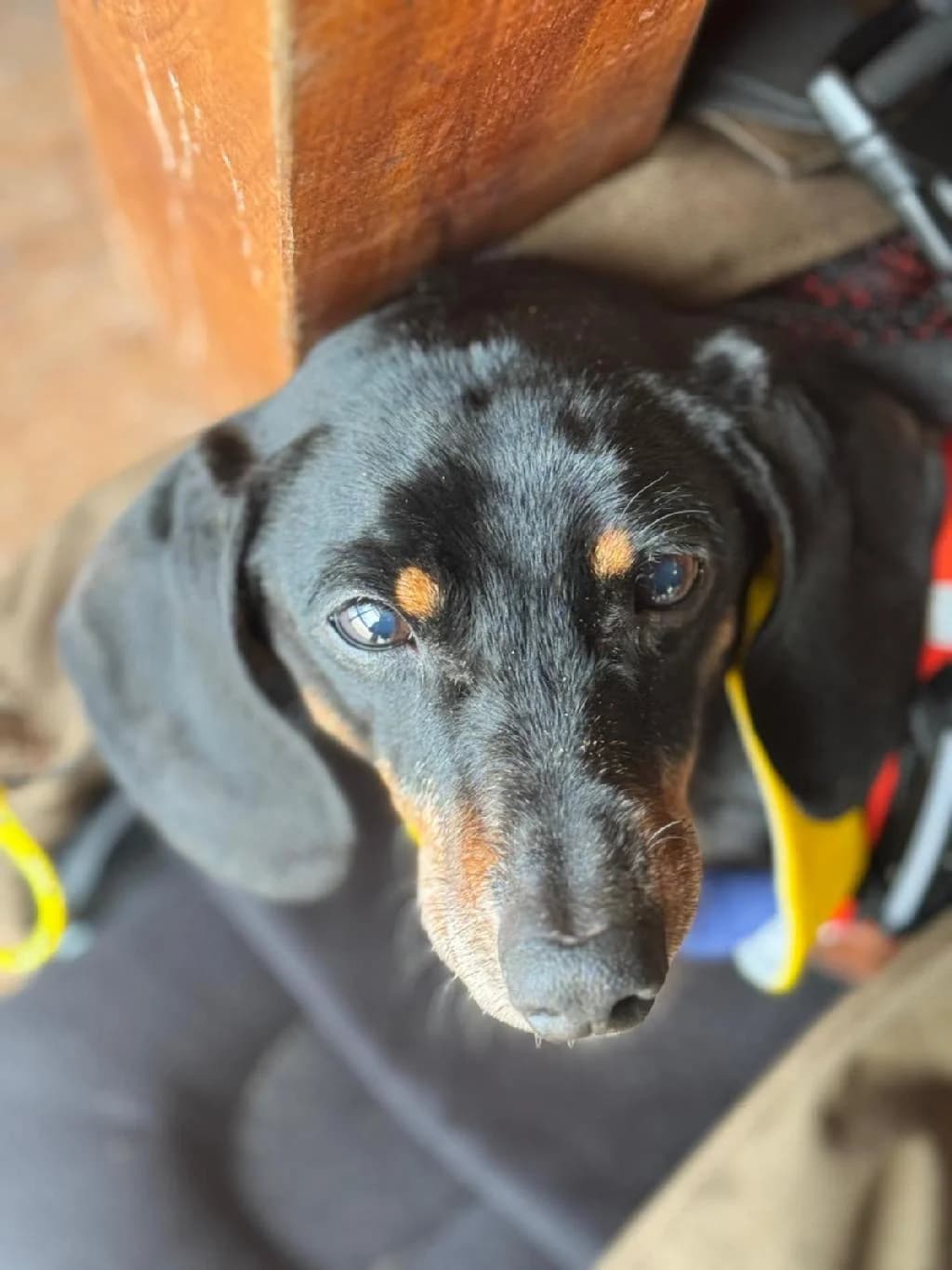 Ludwig, male senior Dachshund for adoption at Tierschutzverein Lippstadt und Umgebung e.V.
