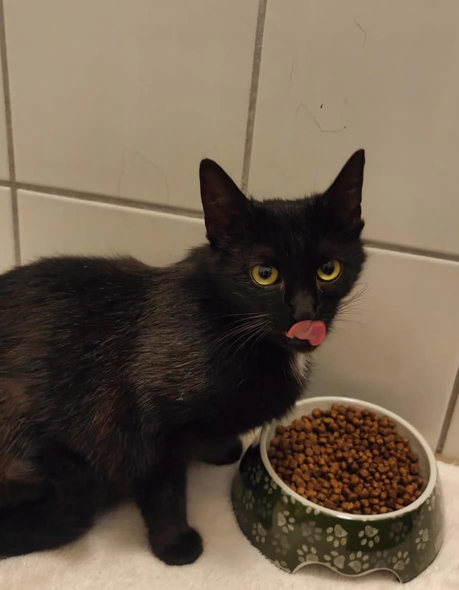 Maria, female young Mixed Breed for adoption at Tierschutzverein Lippstadt und Umgebung e.V.