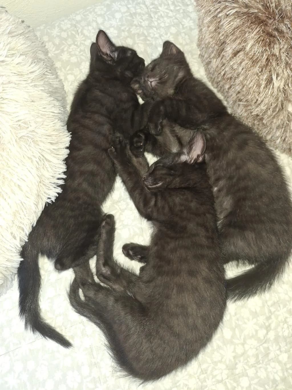 Marias Wurf (6 Kitten), female puppy Mixed Breed for adoption at Tierschutzverein Lippstadt und Umgebung e.V.