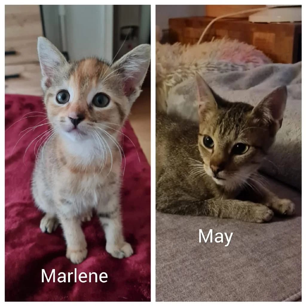 May, female young Mixed Breed for adoption at Tierschutzverein Lippstadt und Umgebung e.V.