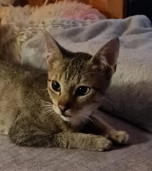 May (ggf. Einzelkatze), female young Mixed Breed for adoption at Tierschutzverein Lippstadt und Umgebung e.V.