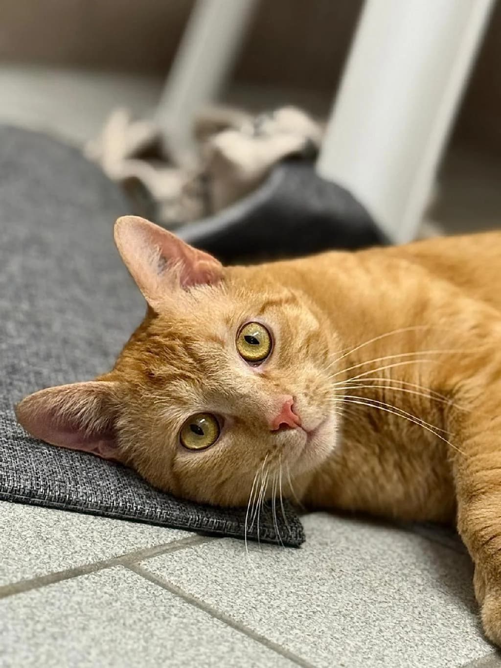 Mr. Snuggles, male young Mixed Breed for adoption at Tierschutzverein Lippstadt und Umgebung e.V.