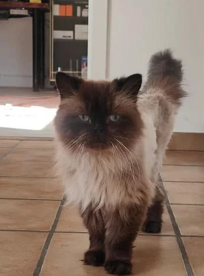 Nael, male 6yo Mixed Breed for adoption at Tierschutzverein Lippstadt und Umgebung e.V.