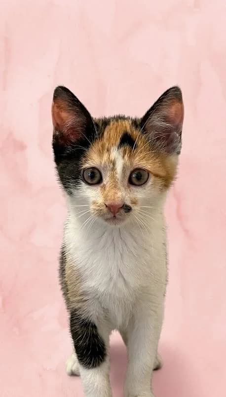 Peach, female puppy Mixed Breed for adoption at Tierschutzverein Lippstadt und Umgebung e.V.