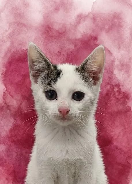 Picasso (&Pandora), male puppy Mixed Breed for adoption at Tierschutzverein Lippstadt und Umgebung e.V.