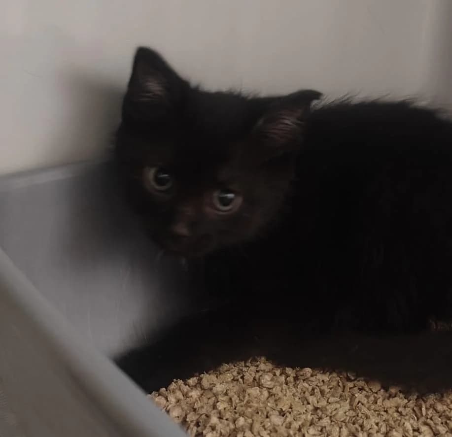 Preta, female puppy Mixed Breed for adoption at Tierschutzverein Lippstadt und Umgebung e.V.