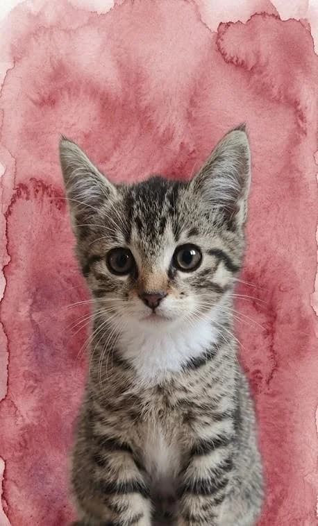 Remy, male puppy Mixed Breed for adoption at Tierschutzverein Lippstadt und Umgebung e.V.