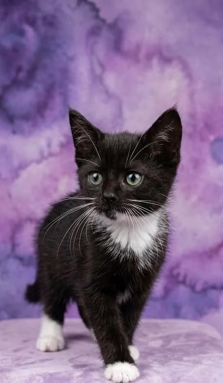 Romina, female puppy Mixed Breed for adoption at Tierschutzverein Lippstadt und Umgebung e.V.