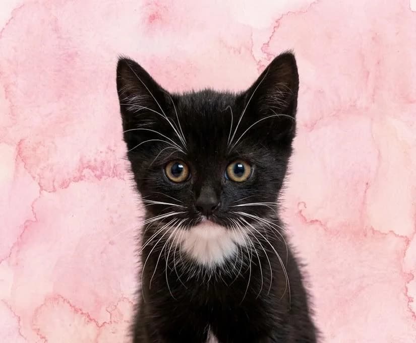 Rosa, female puppy Mixed Breed for adoption at Tierschutzverein Lippstadt und Umgebung e.V.