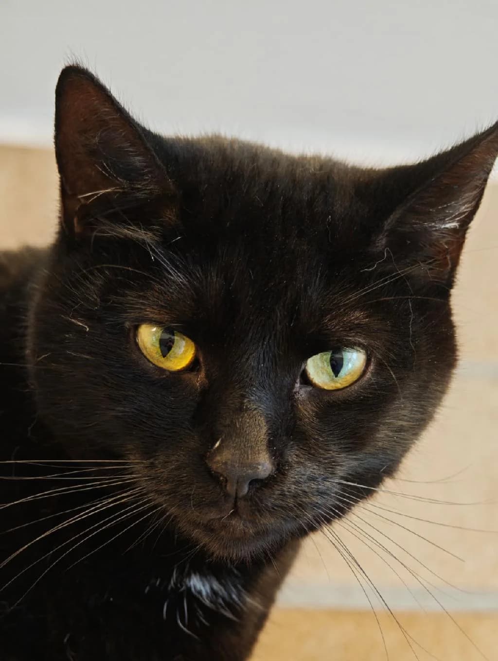 Samu, male young European Shorthair for adoption at Tierschutzverein Lippstadt und Umgebung e.V.